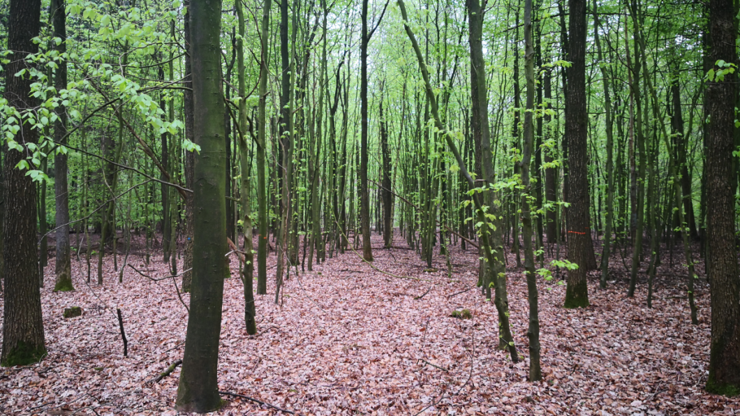 BellingwolderBos.png