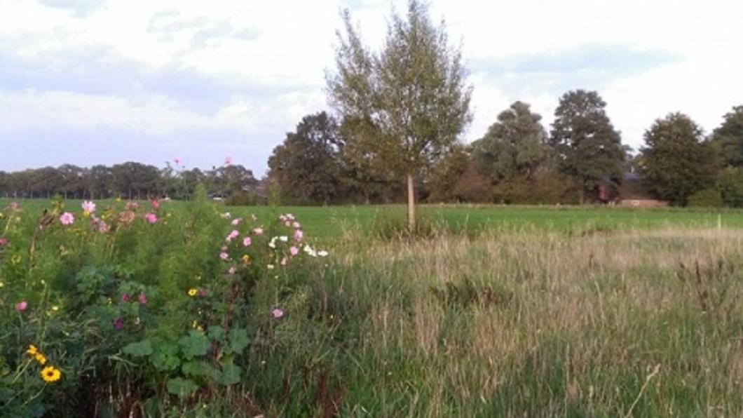 plaatje natuur.jpg