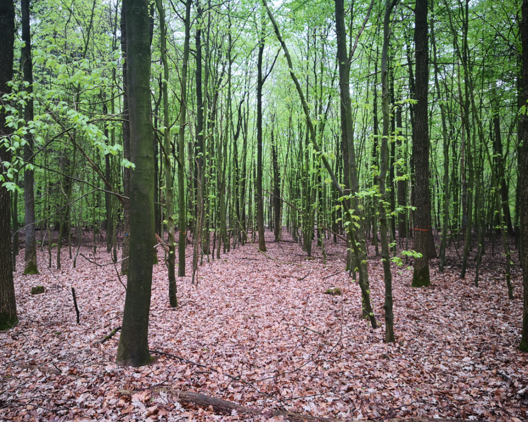 BellingwolderBos.png